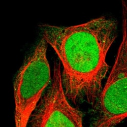 NSBP1 Antibody, Novus Biologicals 0.1mL; Unlabeled:Antibodies, Polyclonal